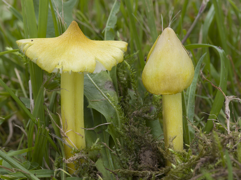 Hygrocybe citrinovirens